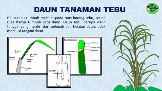 Morfologi Tanaman Tebu || Mengenal TEBU untuk Budidaya Tebu Sukses смотреть онлайн