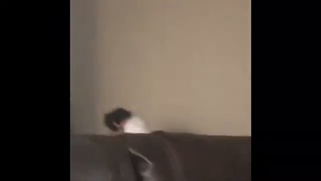 The Brand New Chef Pee Pee Puppet Test Out (Melissa And Doug Chef Puppet)