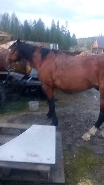 #конь # фантазер#автомобили смотреть онлайн