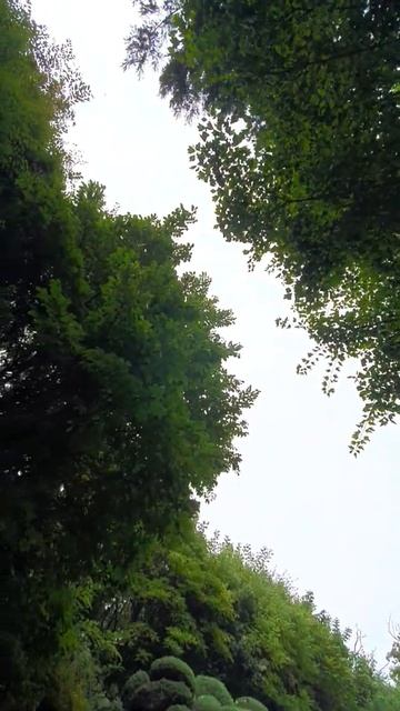 스트레칭 하면서 만나는 나무 캐노피49(층층+중국단풍) смотреть онлайн