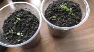 Как долго всходит клубника из семян