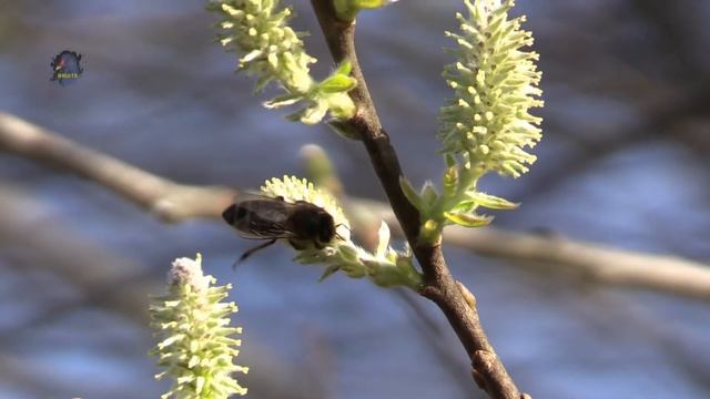 ABEILLE / Apis / Apidae /Chatons de Saule ! BRUITX смотреть онлайн