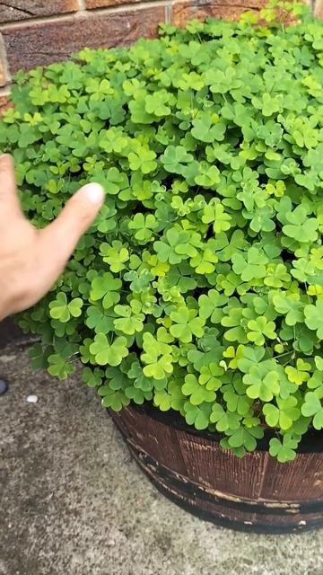 irish clover смотреть онлайн