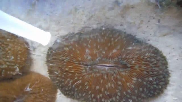 Fungia Coral Spawning смотреть онлайн