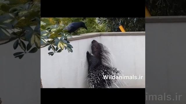 تزاوج النيص смотреть онлайн