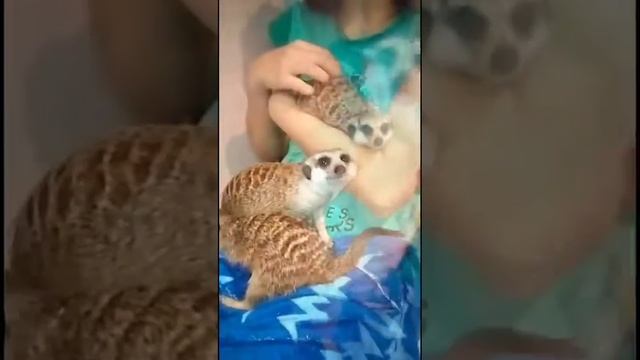 Скоро на наших экранах!! « Мешок Сурикатов»!) смотреть онлайн