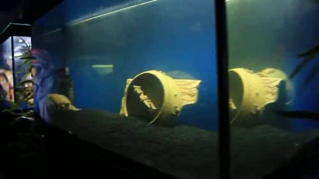 Черепахи смотреть онлайн