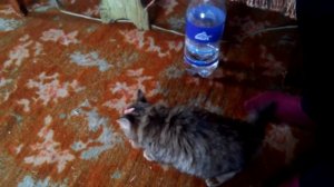 Издевательство над Котом :)