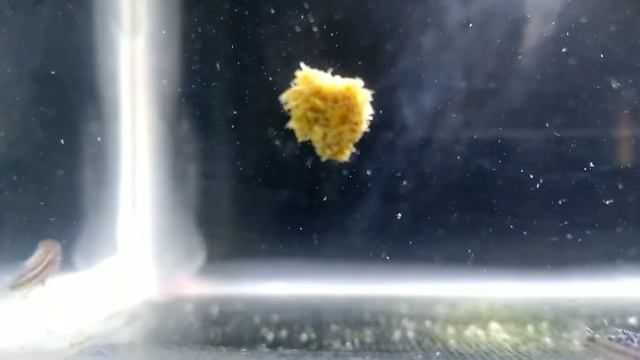 Electric blue johanni cichlid fries feeding dried tubifex worms | fantastic смотреть онлайн