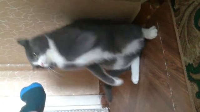 Кот vs машинка смотреть онлайн