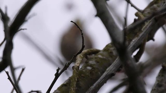 ミヤマホオジロ Emberiza elegans смотреть онлайн