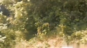 ССО Украины ввели наших пленных, но попали в засаду