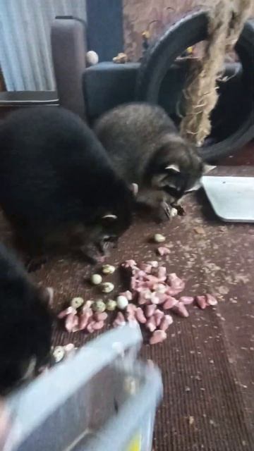 пожаратели сердец #ямыилюша #помощьбездомнымживотным #reels #анапа #енотилюша смотреть онлайн