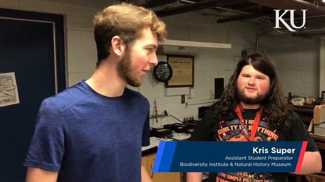 Researchers investigate ‘baby’ tyrannosaur fossil found in Montana's Hell Creek смотреть онлайн
