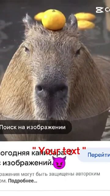 закулисье плюс капибара смотреть онлайн