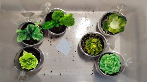 Сожаю аквариумные растения в стеклянные горшочки