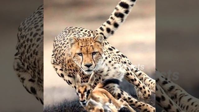 दुनिया की सबसे खूंखार जंगली बिल्लियां 😱 #shorts #top5wildcats #ytfacts смотреть онлайн