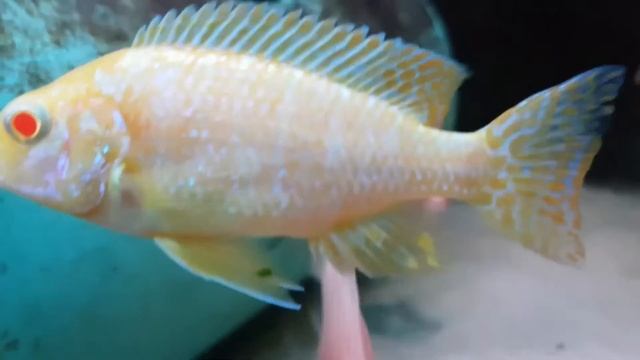 Lemon albino peacocks смотреть онлайн