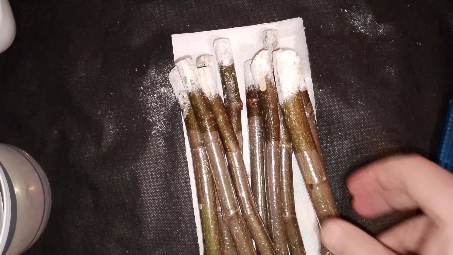 Зимние черенки инжира - подготовка к укоренению от Small Gardens