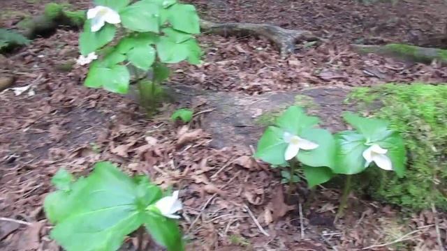 Trillium in Bloom смотреть онлайн