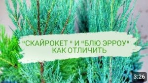 КАК ОТЛИЧИТЬ МОЖЖЕВЕЛЬНИК "СКАЙРОКЕТ" ОТ "БЛЮ ЭРРОУ"