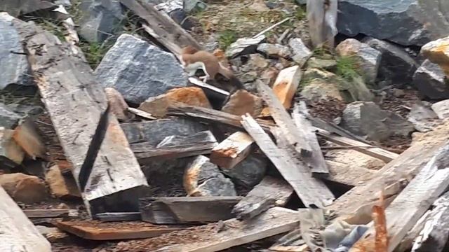 В сопках, на природе, встретили чудо-зверька. смотреть онлайн