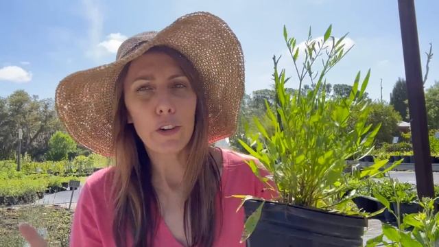 10 BEST Spring Flowers to attract Butterflies to your Florida Garden смотреть онлайн