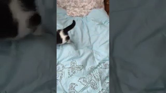 Анатолий и Мух в большом долгу у Алисы Витальевны смотреть онлайн
