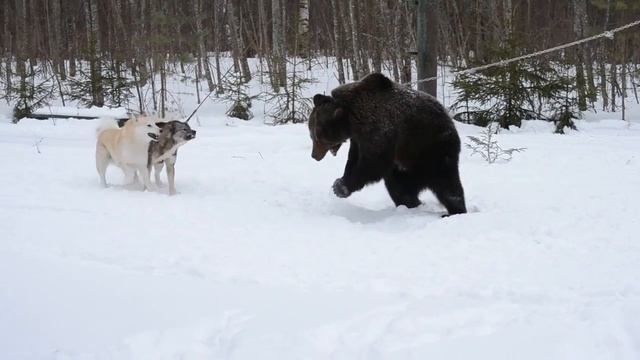 Гучи и Чародей смотреть онлайн