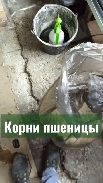 Корни пшеницы на корм животным. Сок из ростков пшеницы смотреть онлайн