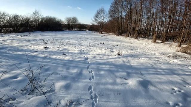 Охота на зайца. Ноги убили а зайца не видели. смотреть онлайн
