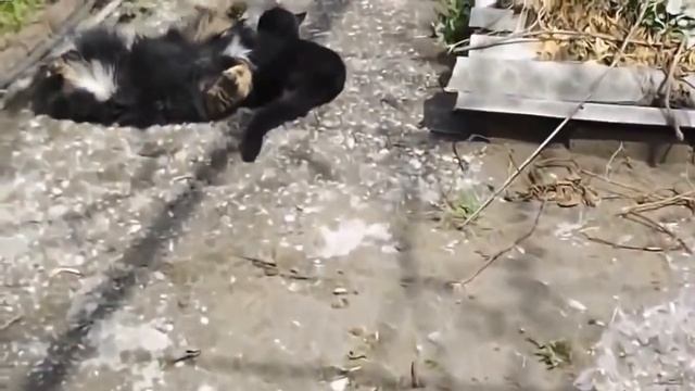 Кот уделал собаку смотреть онлайн