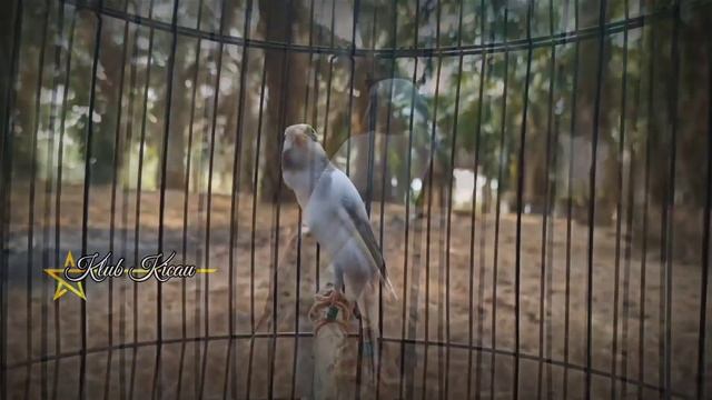 suara burung kenari full isian blackthroat dan sanger cengkok mewah untuk masteran 107 смотреть онлайн
