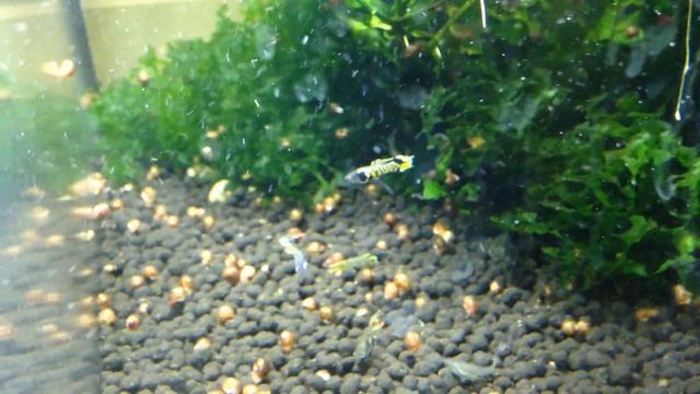 Гуппи Эндлера Тигр смотреть онлайн