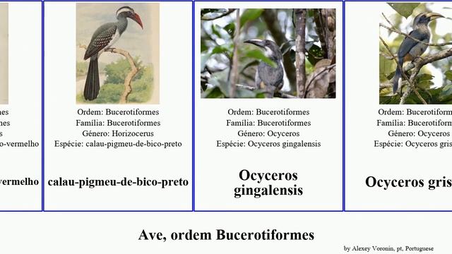 Ave, ordem Bucerotiformes anthracoceros tockus rhyticeros minor bird panini affinis griseus Aceros смотреть онлайн