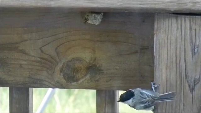 A Chickadee attacking and eating a paper wasp's nest смотреть онлайн