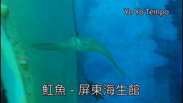 魟魚 - 屏東海生館 смотреть онлайн