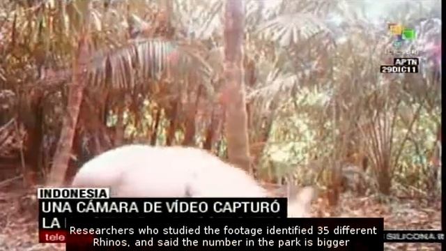 Hidden cameras captured 35 rhino in Indonesian park смотреть онлайн