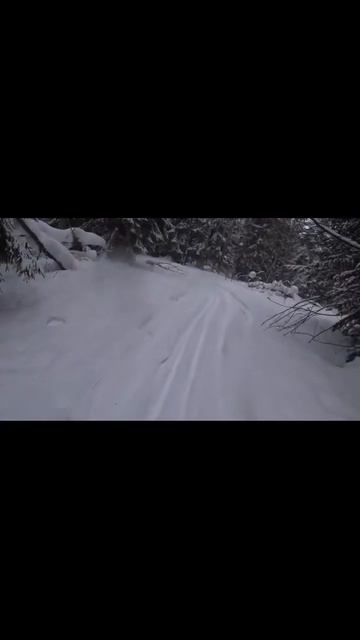 Пойдем приятель в лес#shorts смотреть онлайн