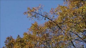 Иеромонах Роман. « Ты говоришь, скривив лицо в страданьи...»