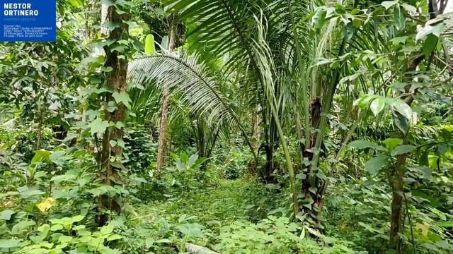 MURANG FARM LOT SA LAGUNA 4,039sqm смотреть онлайн