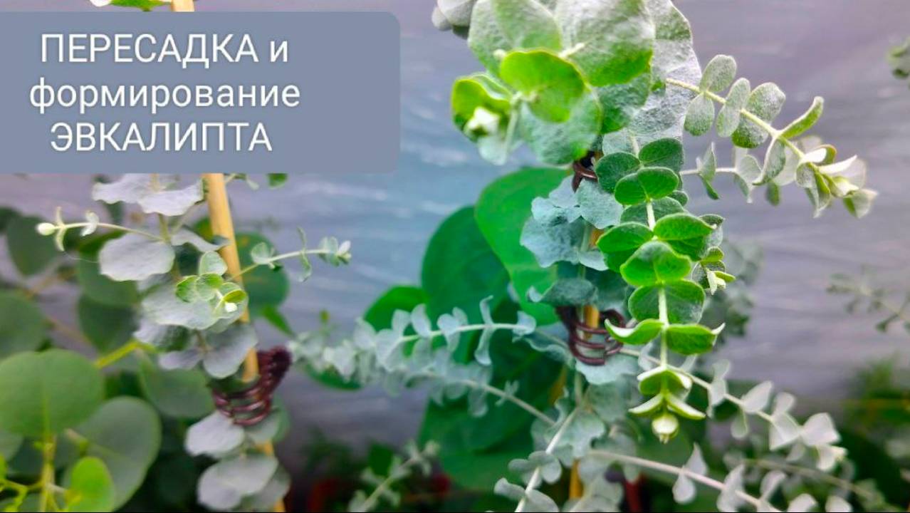 🌳ПЕРЕСАДКА ЭВКАЛИПТА ДЛЯ ПЫШНОСТИ И КРАСИВОГО СТВОЛА смотреть онлайн
