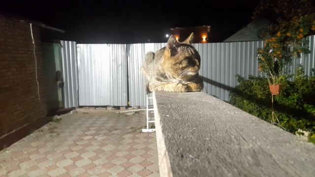 кот Васька смотрит за миром смотреть онлайн