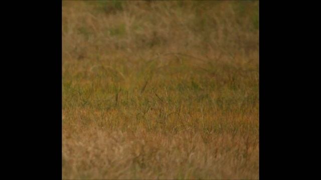Baby Tapir walking by (GIF) смотреть онлайн