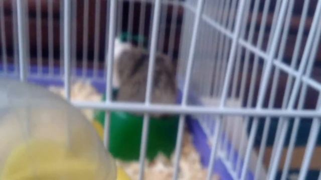 Хомяк умывается смотреть онлайн