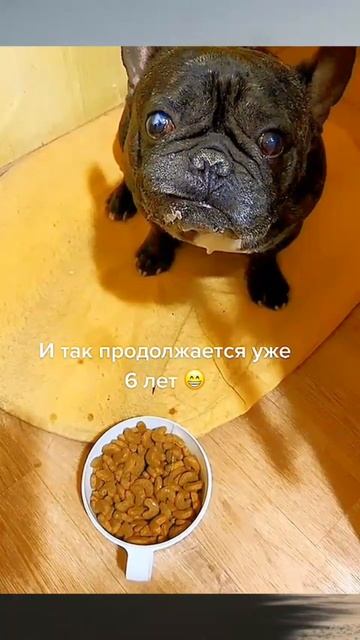 кушать будешь ???? #юмор #прикол #собака #люди #мем #funny #цитаты #motivation смотреть онлайн