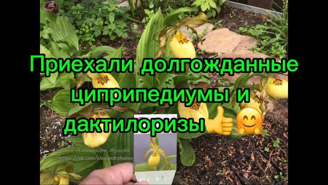 Получены долгожданные башмачки и дактилоризы👍🤗 смотреть онлайн