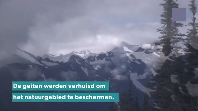 ВЕРТОЛЕТ ПЕРЕМЕЩЯЕТ КОЗЛОВ ИЗ ЛЕСА!!!!!! смотреть онлайн