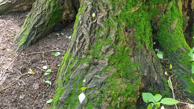 ЛЕТО смотреть онлайн