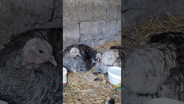 Вывод индюшат начался,ураа! смотреть онлайн